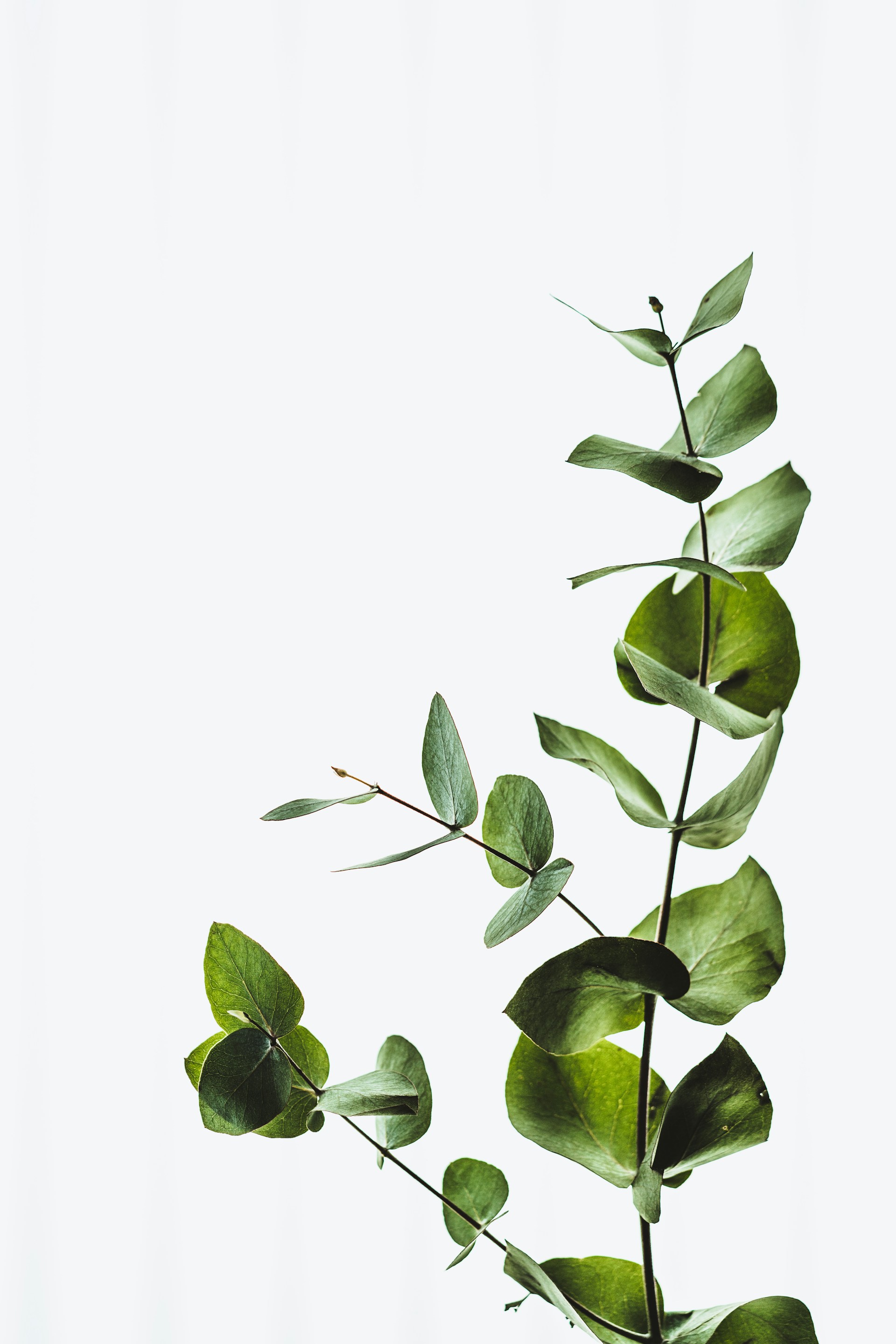 Decorative leaf