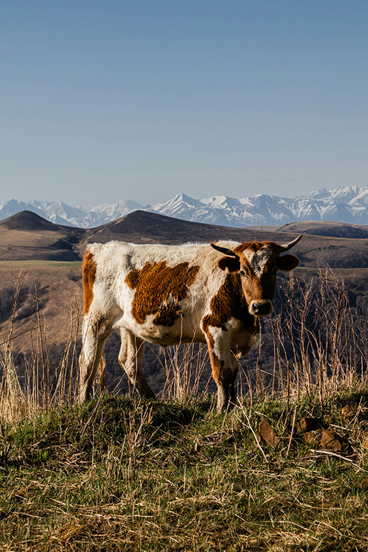 Chester the cow