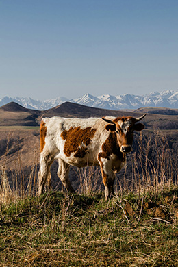 Chester the cow