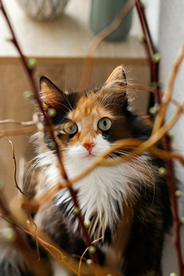 Peanut the cat